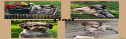 Labradoodle dogs for sale: Beautiful labradoodle puppies! - Advert 7