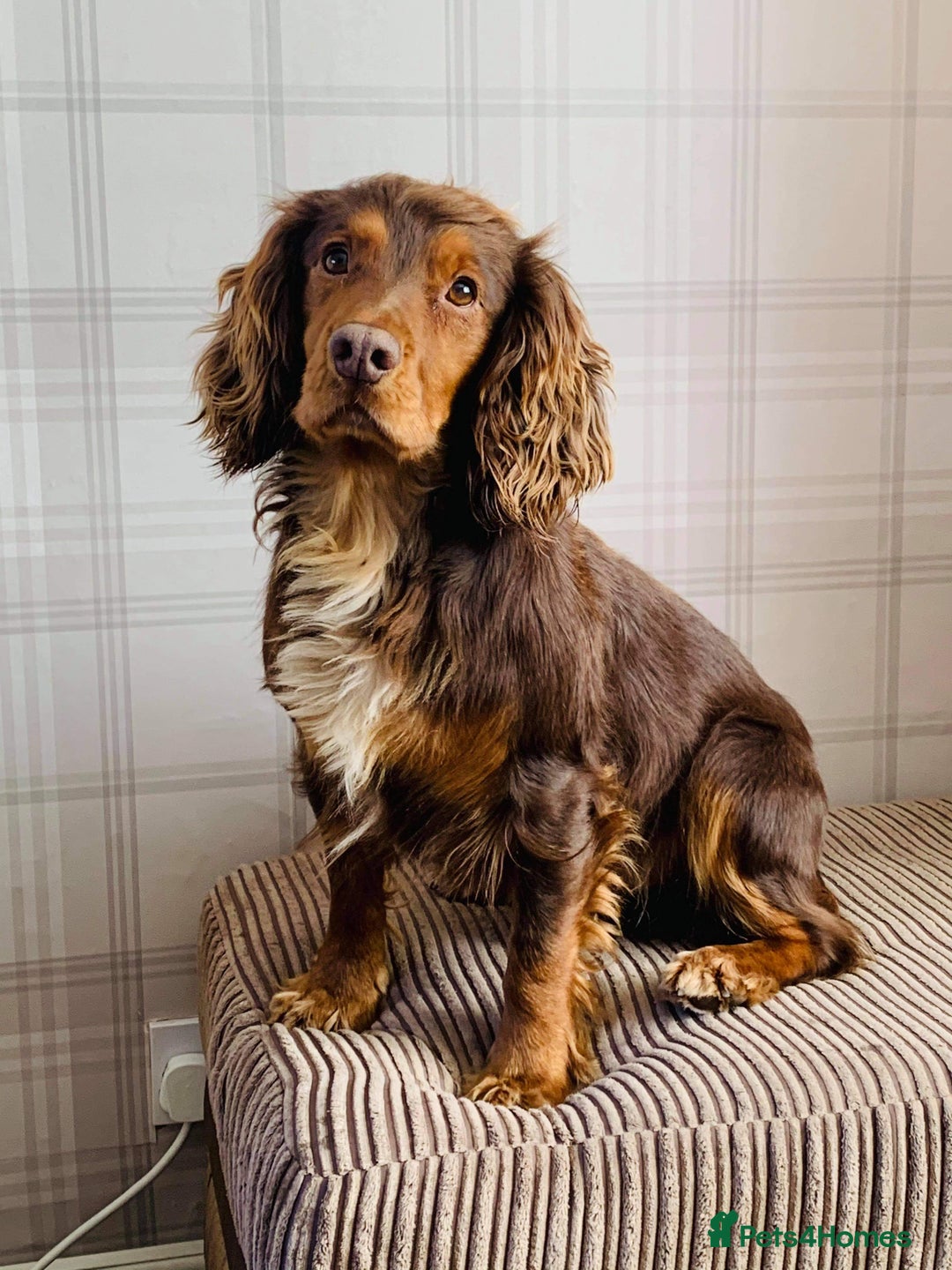 Cocker Spaniel dogs for stud: Cocker Spaniel stud  - Advert 27