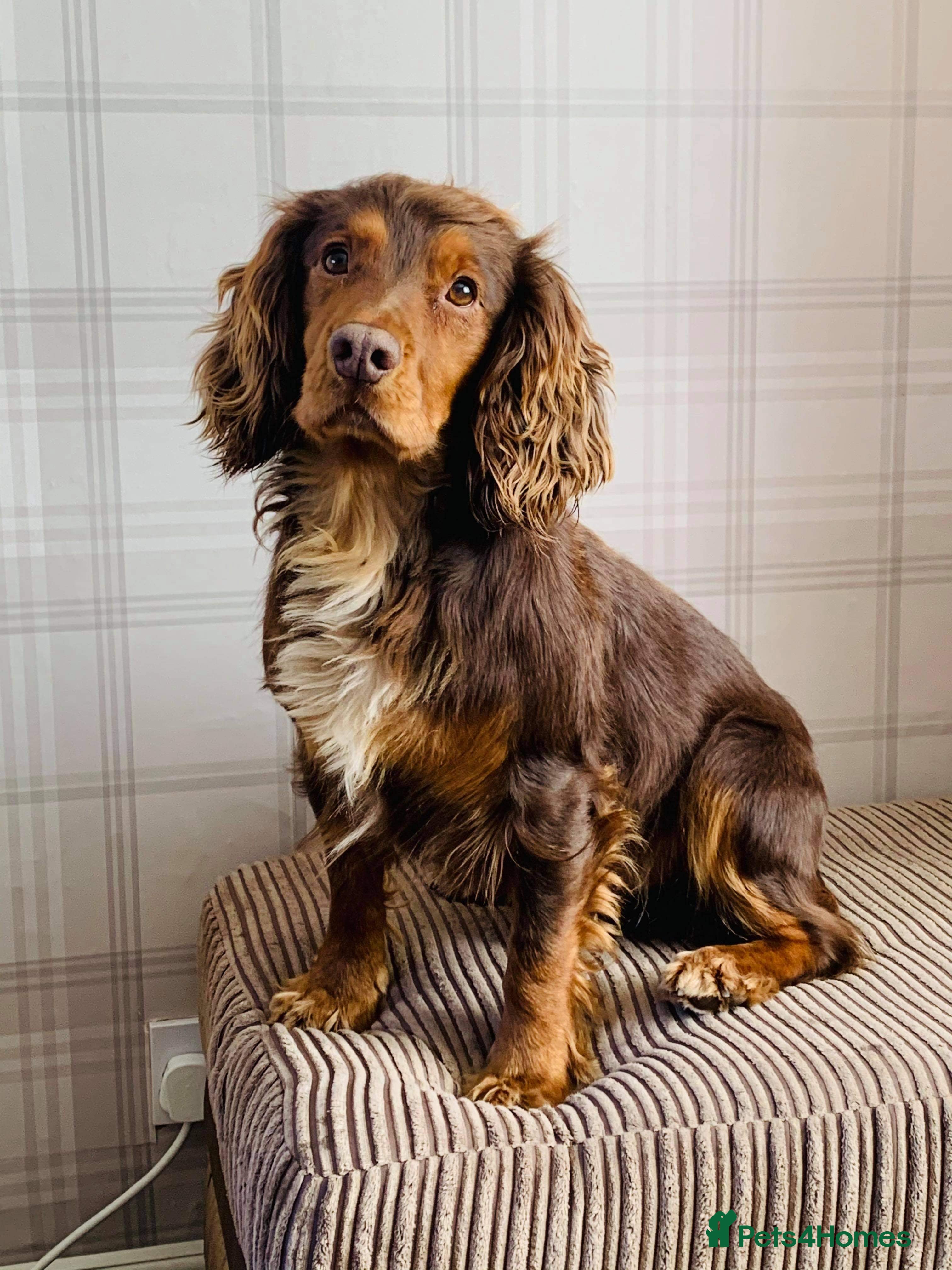 Cocker Spaniel dogs for stud: Cocker Spaniel stud  - Advert 27