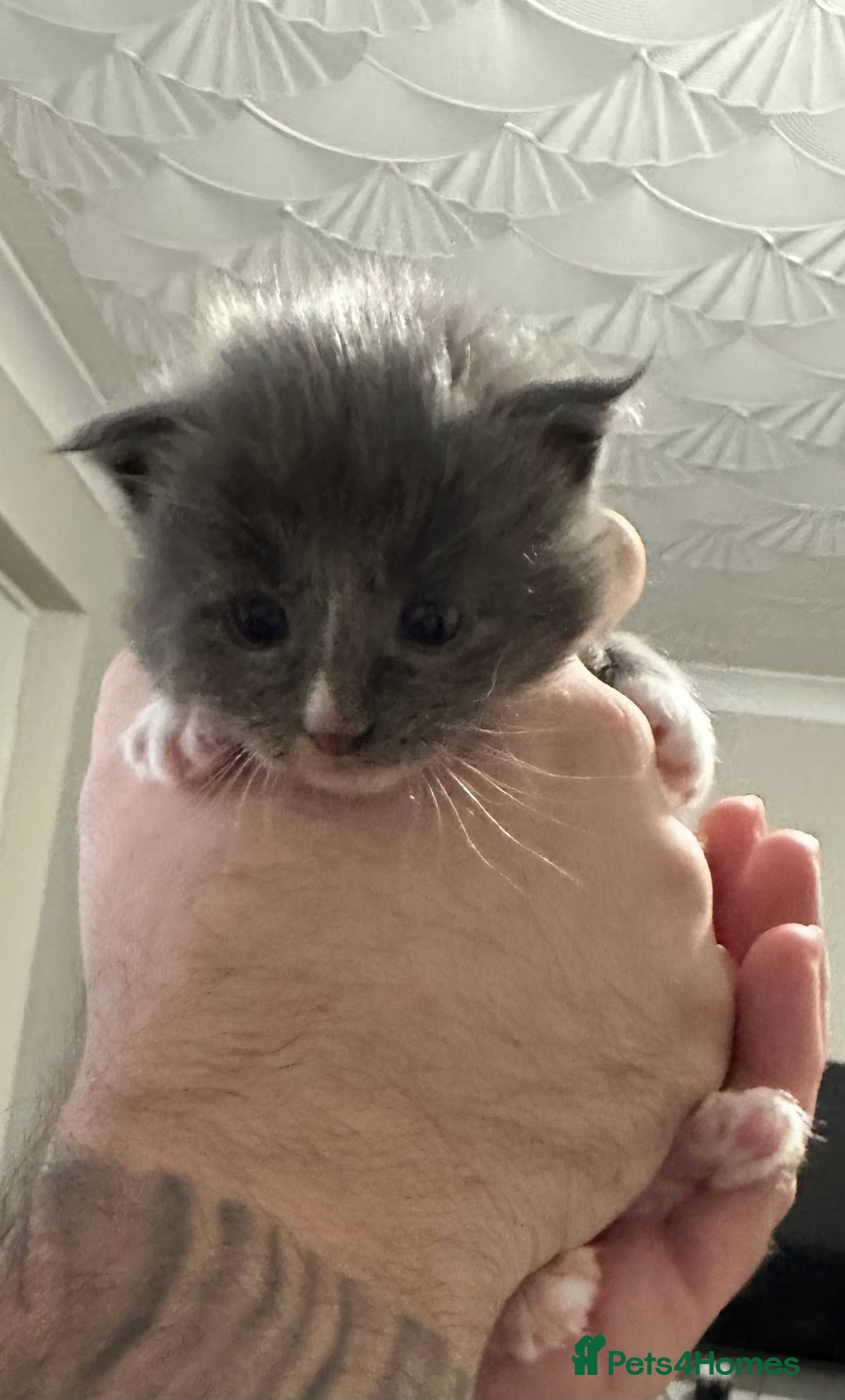 Maine Coon cats for sale: Maine coon kittens - Advert 2