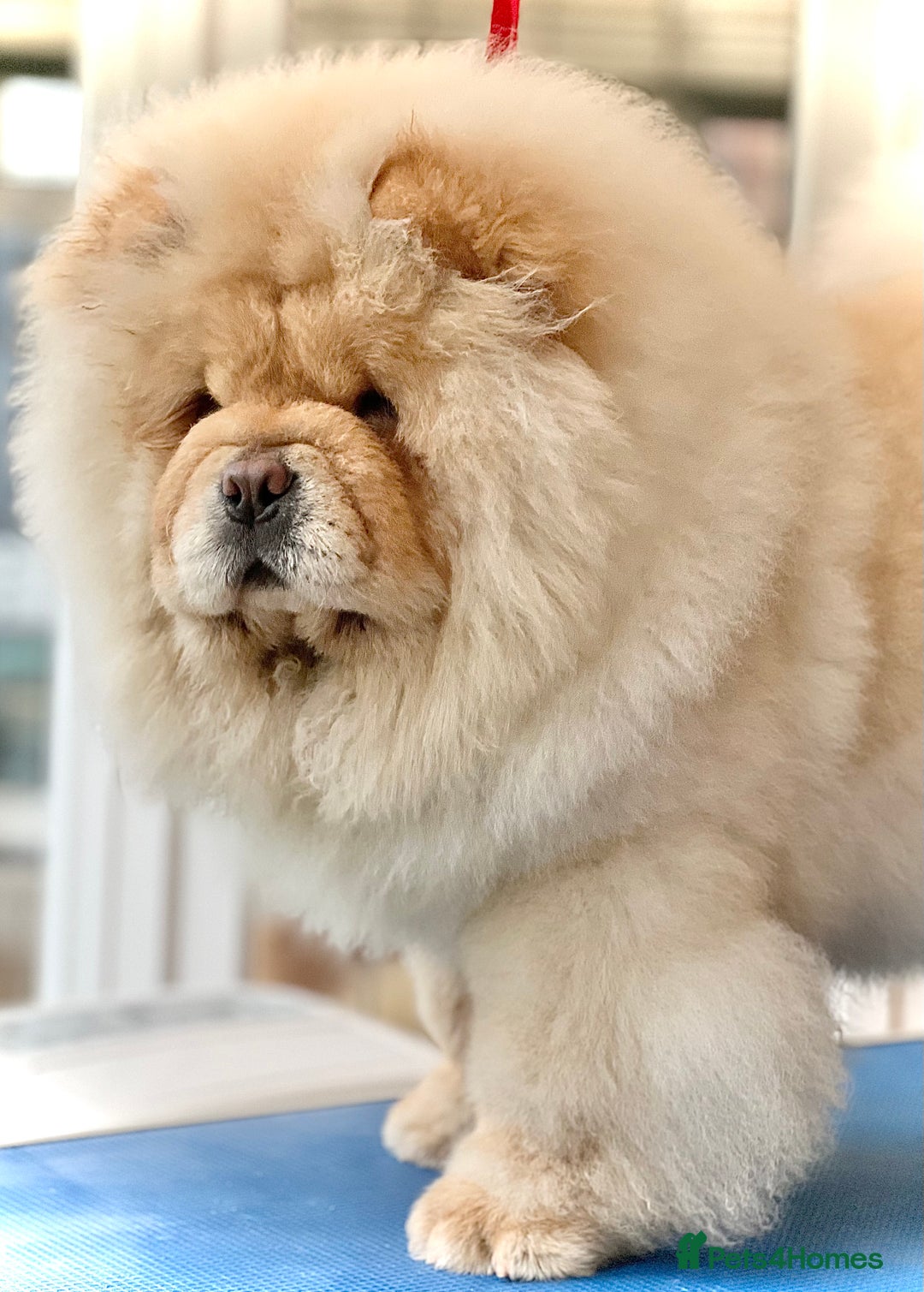 Chow Chow dogs for sale: 🧸🧸Beautiful Chow Chow Puppies🧸🧸 - Advert 15