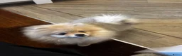Pomeranian dogs for sale: Beautiful Pomeranian boy looking for a loving home in Newmarket - Advert 5