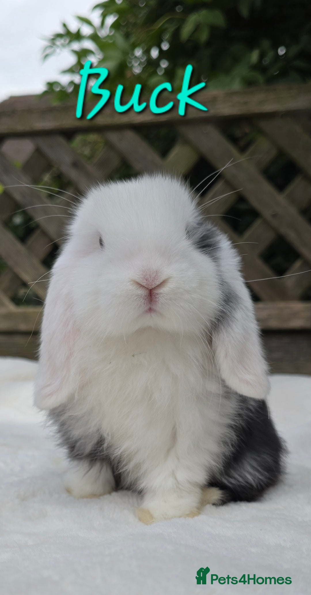 Mini Lop rabbits for sale: Beautiful mini lops girls and boys in Huntingdon - Image 5