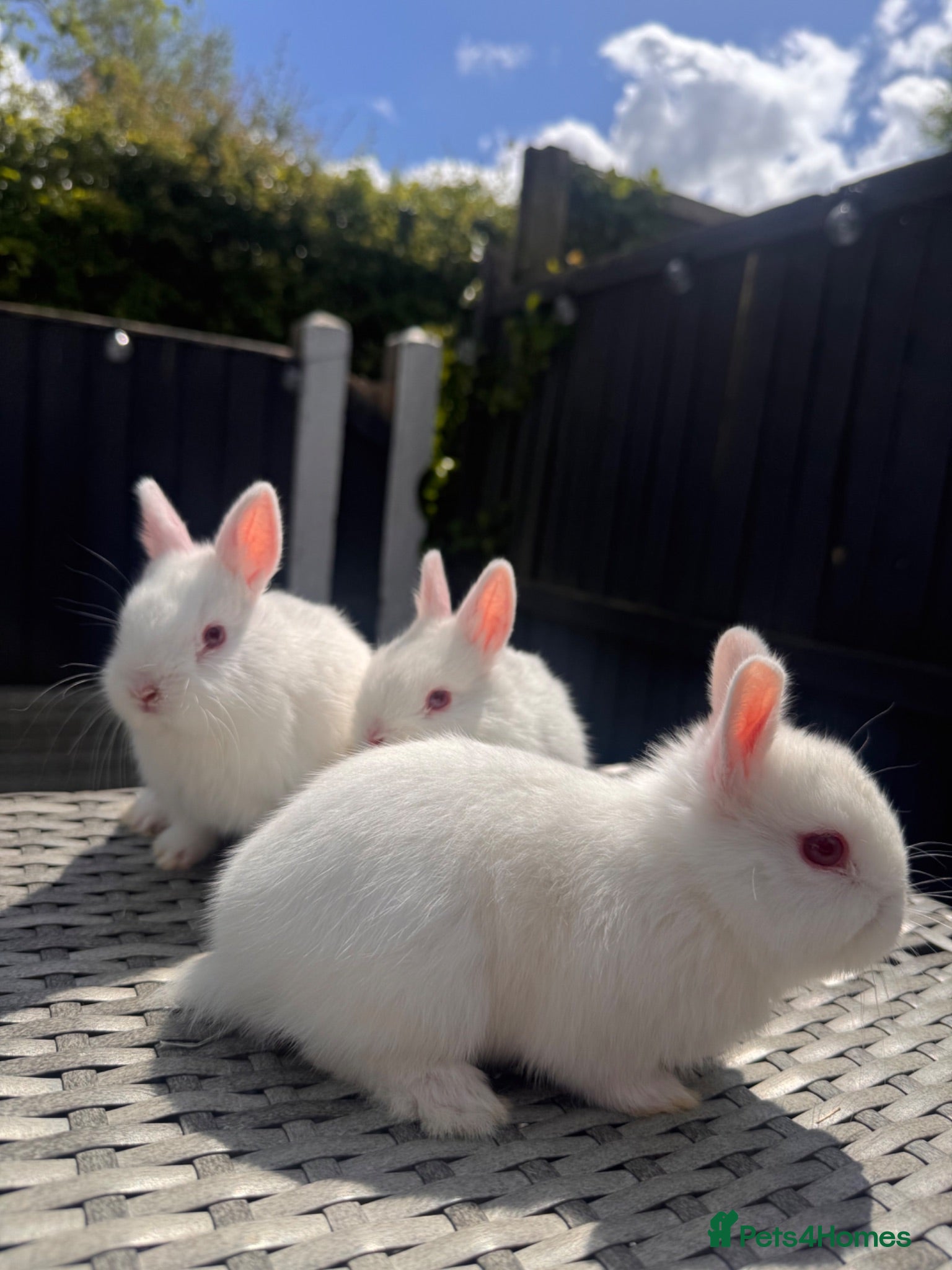 Netherland Dwarf rabbits Pure bred Netherland Dwarf Bunnies - Advert 1