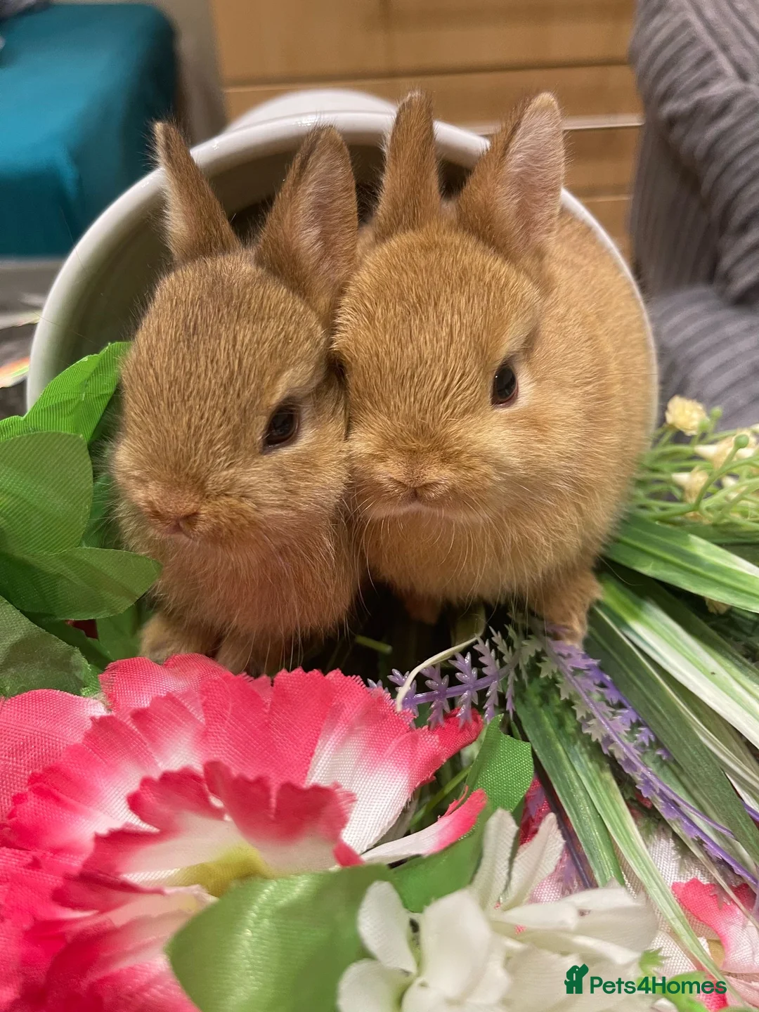 Netherland Dwarf rabbits for sale: Bunnies  in London - Advert 8