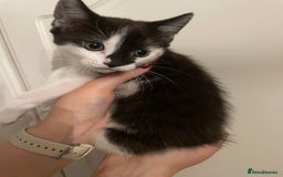 Mixed Breed cats for sale: Beautiful kittens 3 female  - Image 10