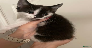 Mixed Breed cats - Advert 1