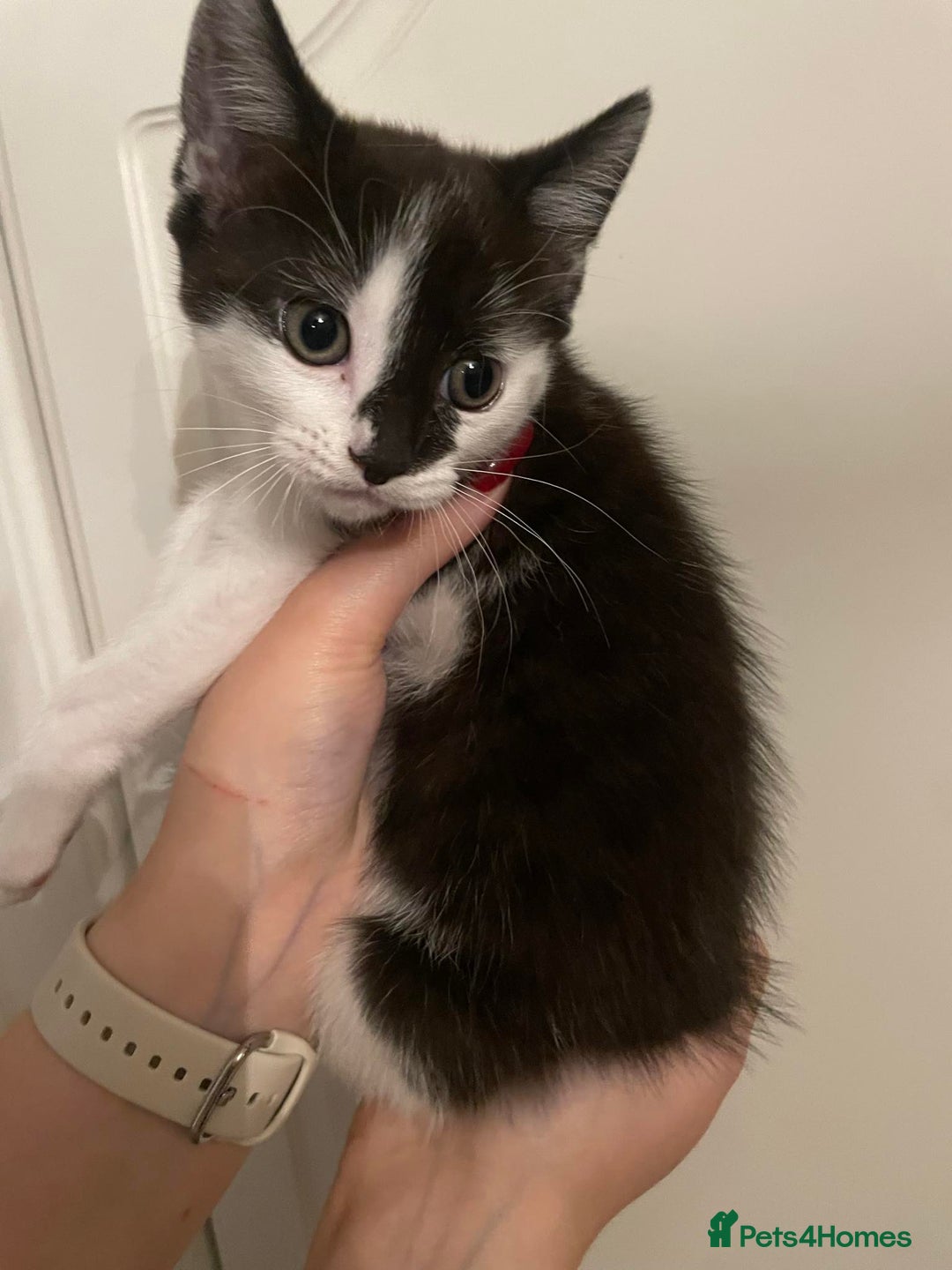 Mixed Breed cats for sale: Beautiful kittens 3 female  - Image 10