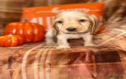 Cocker Spaniel dogs for sale: 🧡💛❤️Stunning KC Show Cocker Spaniels❤️🩷🧡 - Image 26