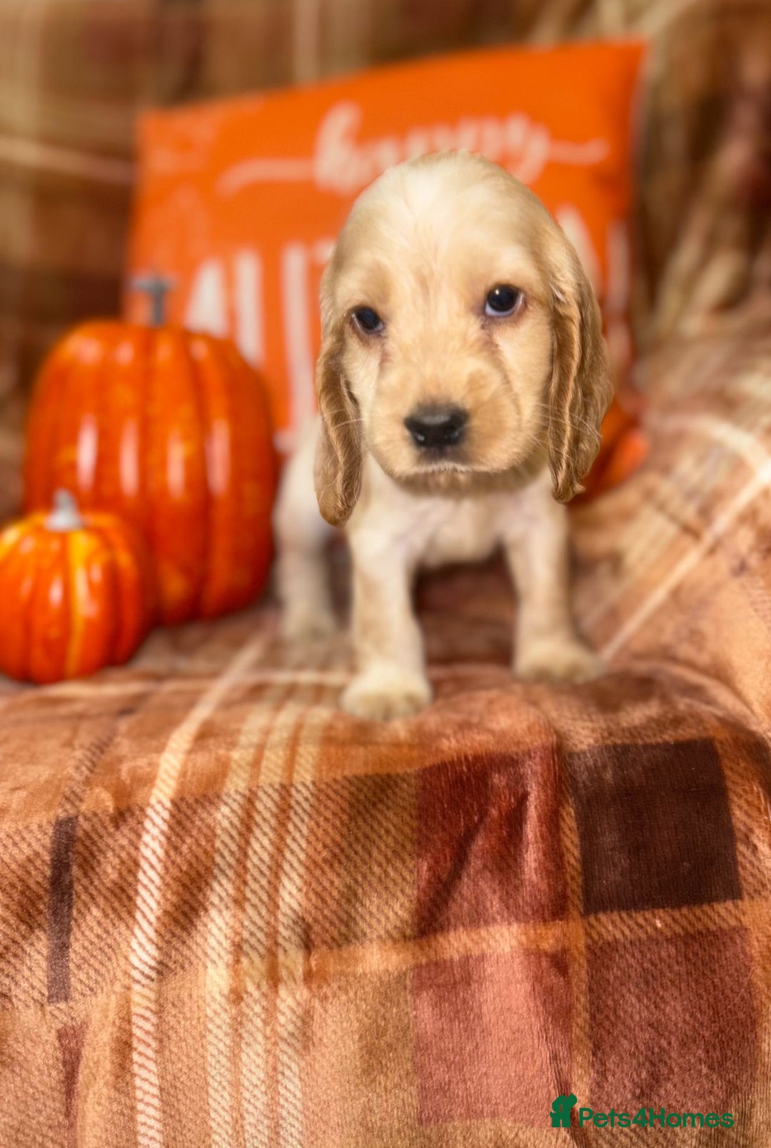 Cocker Spaniel dogs for sale: 🧡💛❤️Stunning KC Show Cocker Spaniels❤️🩷🧡 - Image 26