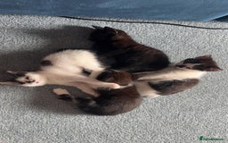 British Shorthair cats for sale: 4 British Shorthair kittens, 3 Tuxedo and 1 black - Image 8