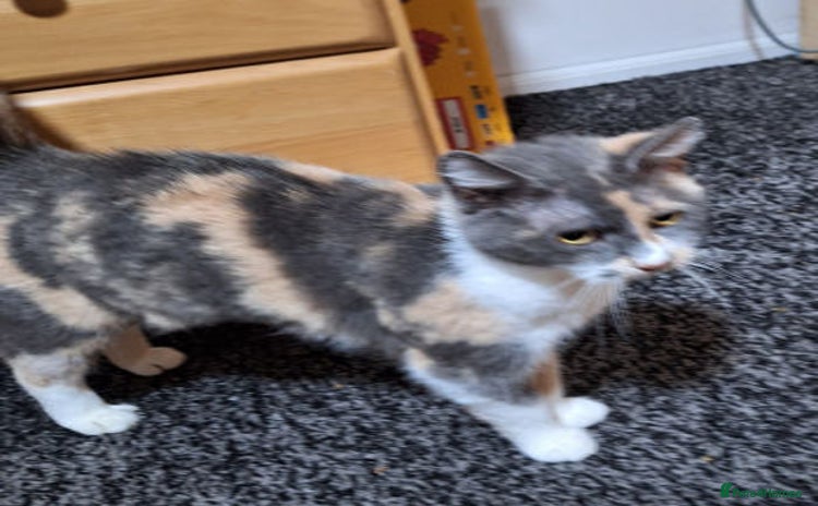 Mixed Breed cats FELICITY - Advert 1