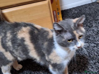 Mixed Breed cats FELICITY - Advert 2