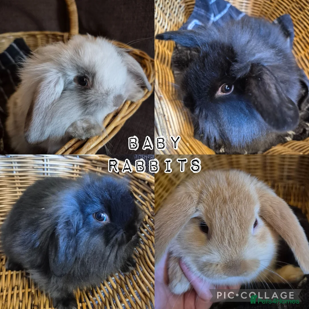 Mini Lop rabbits for sale: READY THIS WEEKEND! Baby Rabbits Boys & Girls - Advert 1