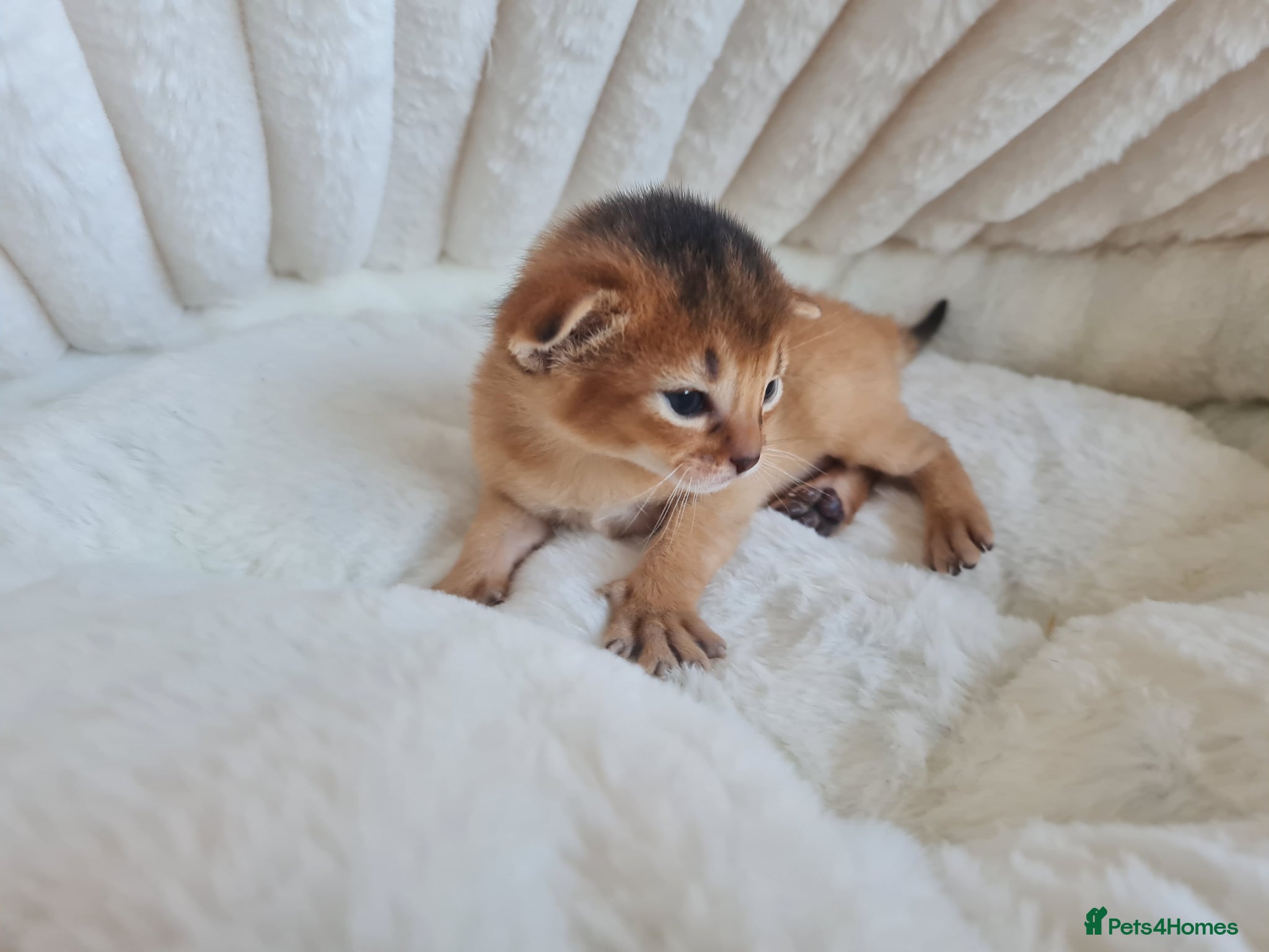 Abyssinian cats 4 Abyssinian kitten - Advert 4