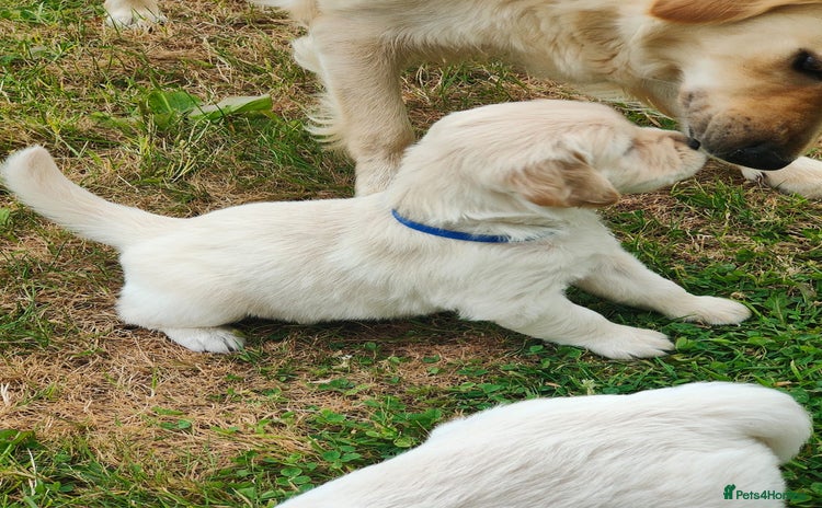 Golden Retriever dogs - Advert 4