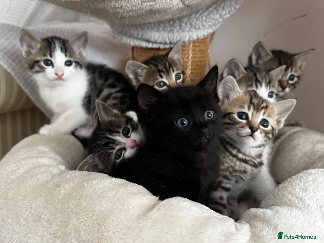 Ragdoll cats for sale: 🐾 Exceptional Ragdoll × Bengal Kittens 🐾 - Advert 1