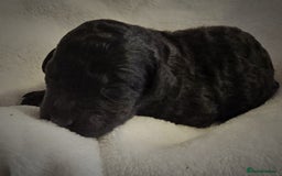 Cockapoo dogs for sale: sable & phantom & tri colour cockapoo puppies  - Image 7