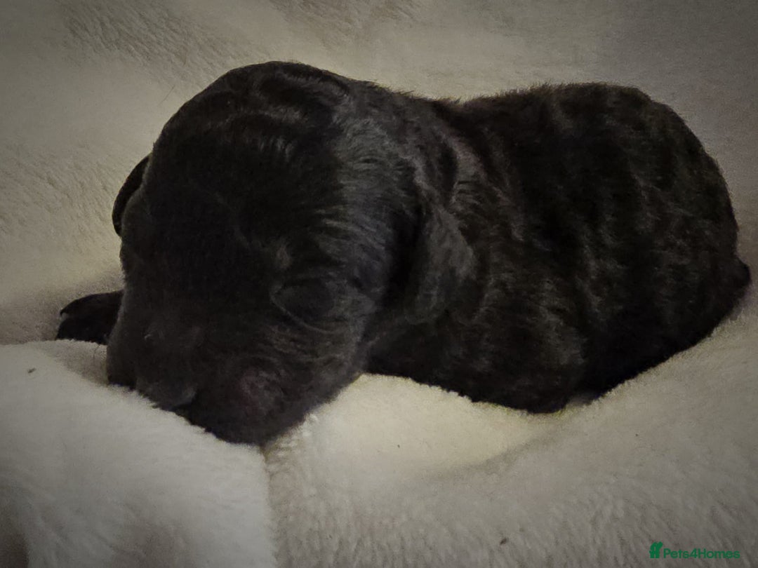 Cockapoo dogs for sale: sable & phantom & tri colour cockapoo puppies  - Image 7