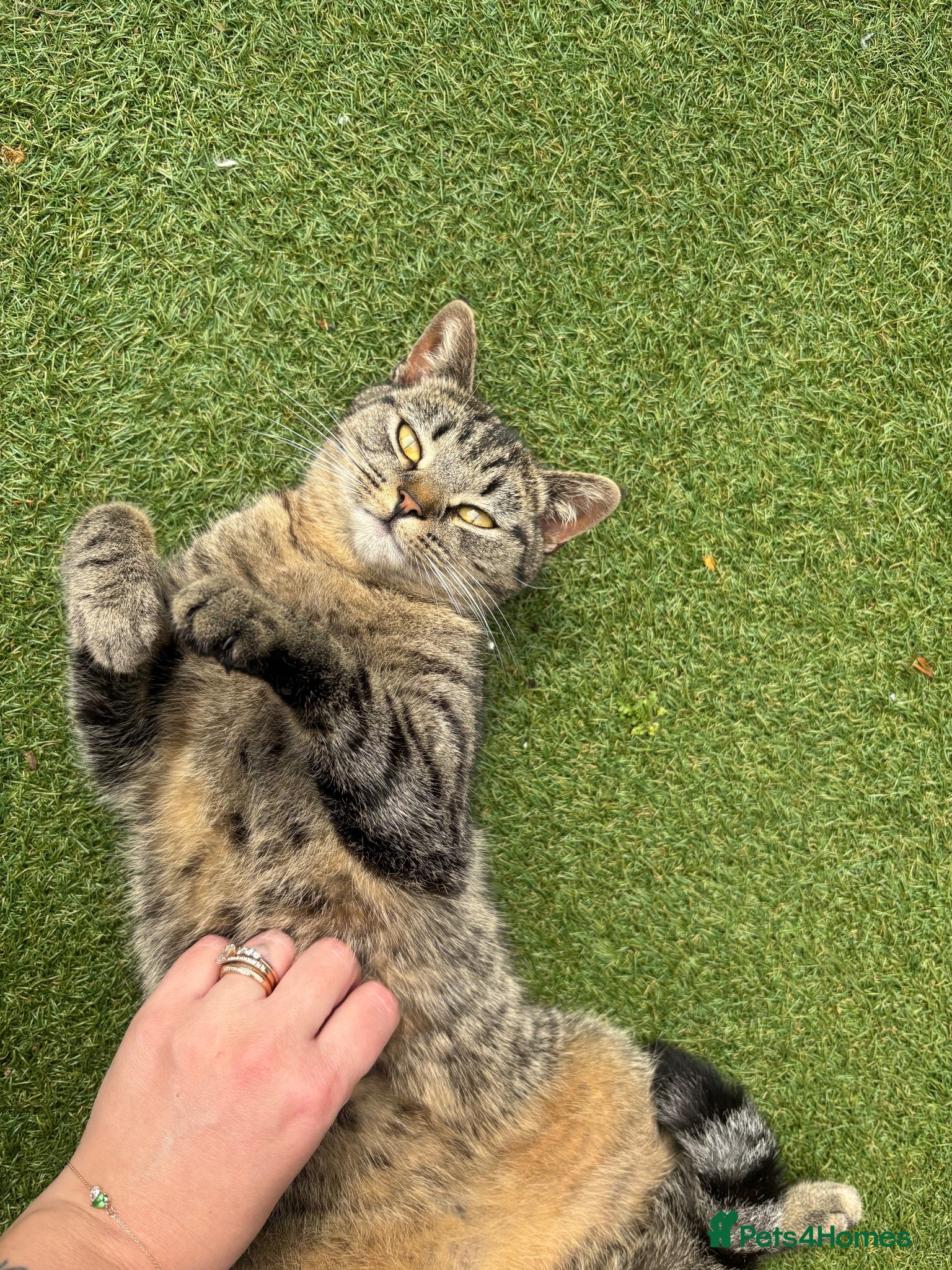 Mixed Breed cats Gorgeous kittens 🐱  - Advert 8