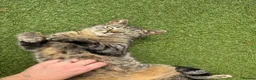 Mixed Breed cats for sale: Gorgeous kittens 🐱  - Advert 1