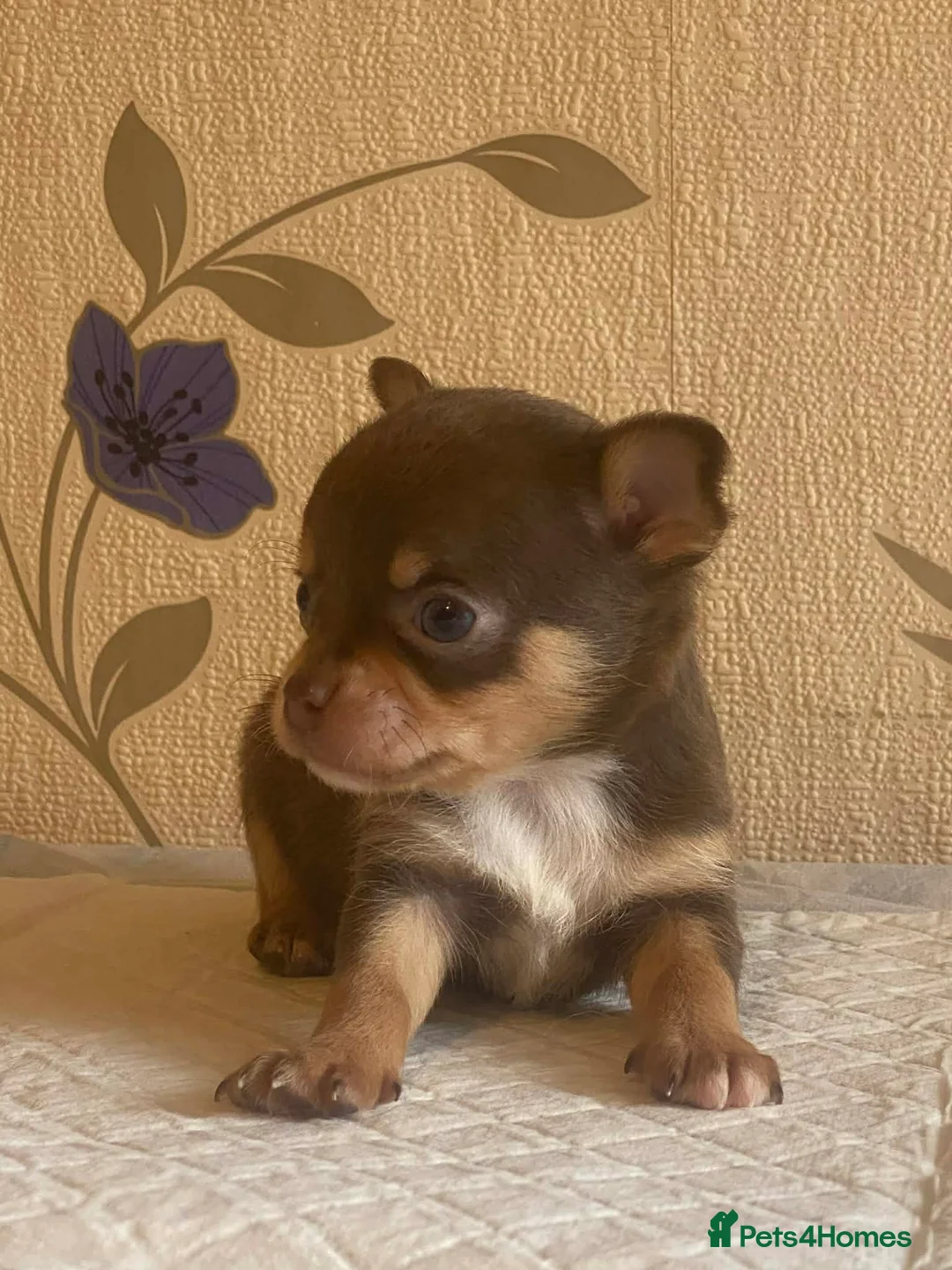 Chihuahua dogs for sale: chihuahua puppis for sale  - Advert 14