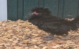 Chickens poultry for sale: Fraggle and polish males - Image 2
