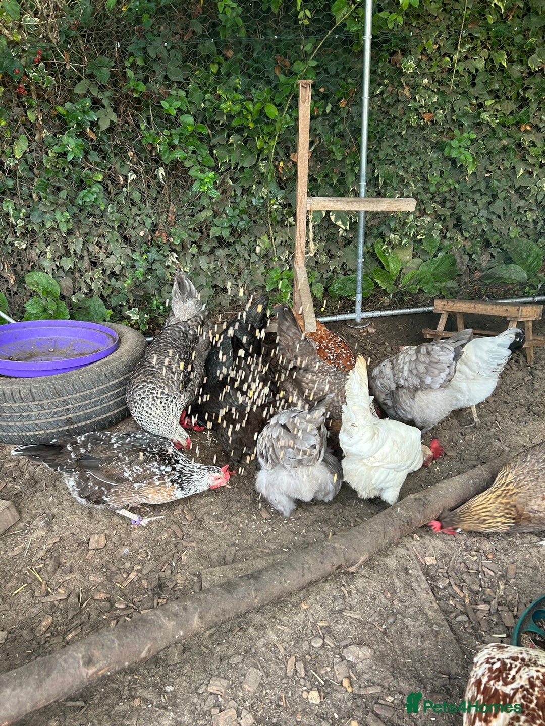 Chickens poultry for sale: 11 chickens for sale  - Image 2