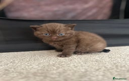 British Shorthair cats for sale: TICA Registered British Shorthair Kittens - Image 9