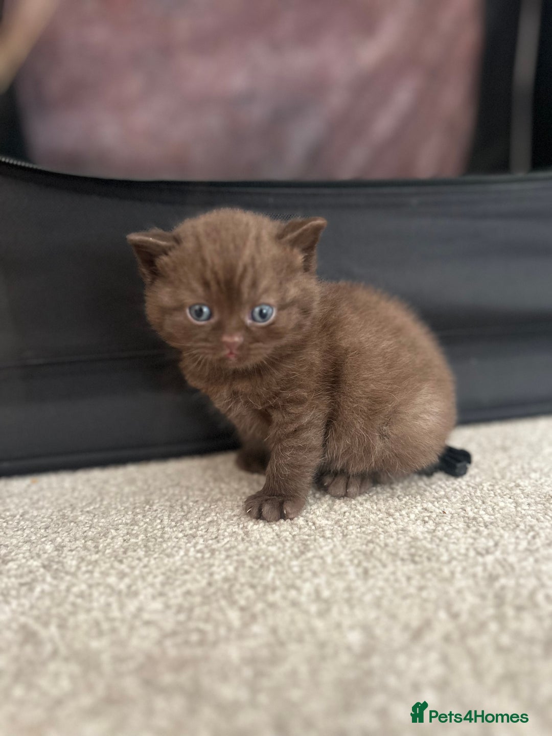 British Shorthair cats for sale: TICA Registered British Shorthair Kittens - Image 9