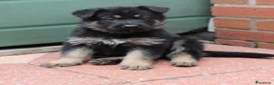 German Shepherd 2
