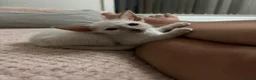 Siamese cats for sale: GCCF registered Siamese kittens in Great Yarmouth - Advert 12