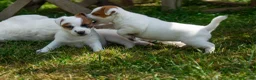 Jack Russell dogs for sale: Jack Russel puppies in Hull - Advert 9