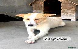 Mixed Breed dogs for adoption: Silas. 4 yrs approx. Available for adoption. in Brixham - Image 3