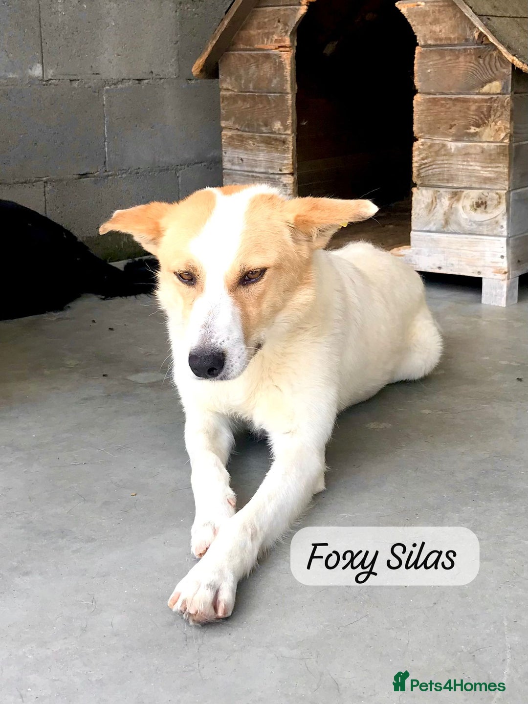 Mixed Breed dogs for adoption: Silas. 4 yrs approx. Available for adoption. in Brixham - Image 3