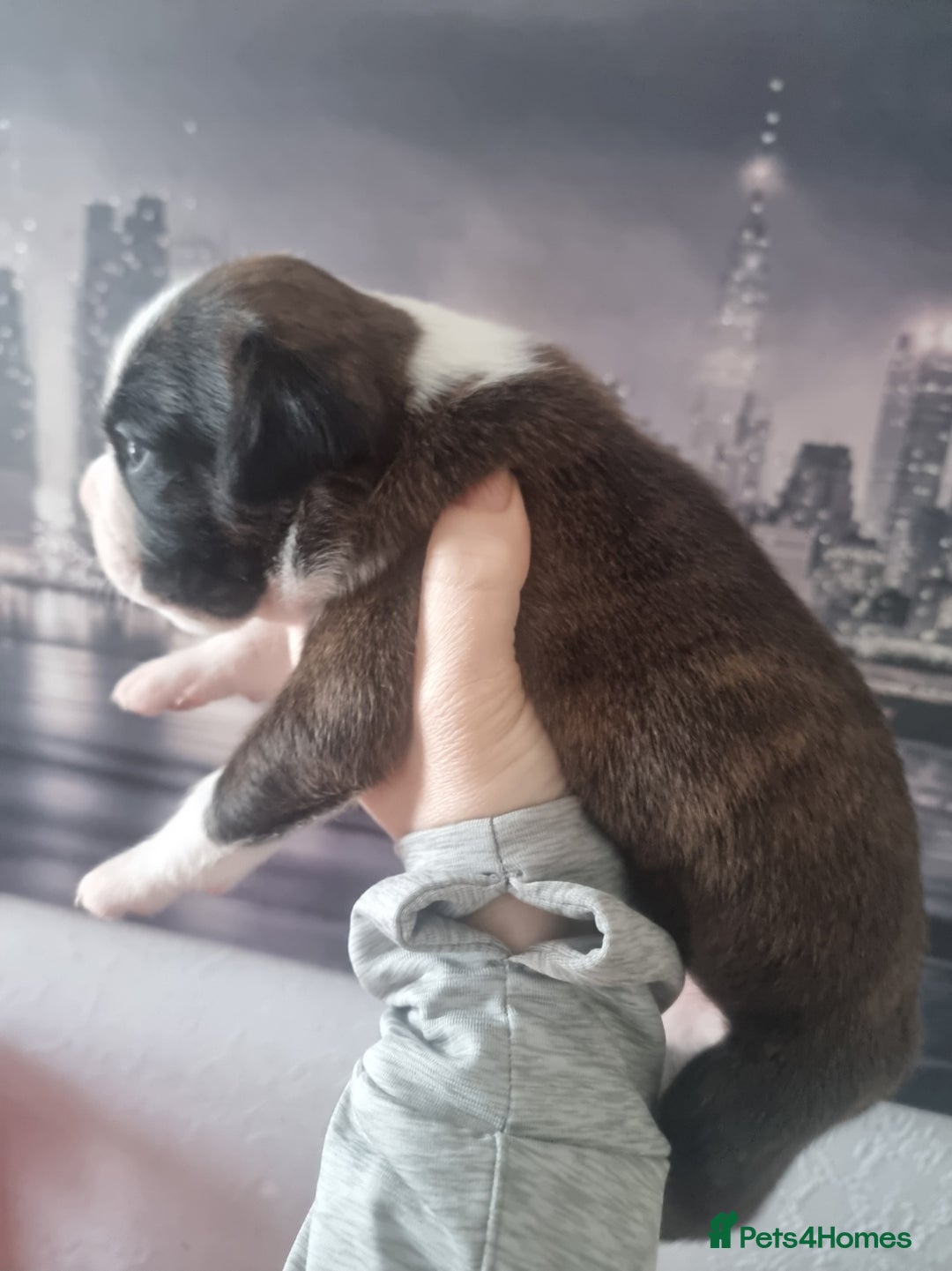 Boxer dogs for sale: Boxer puppy - Advert 2
