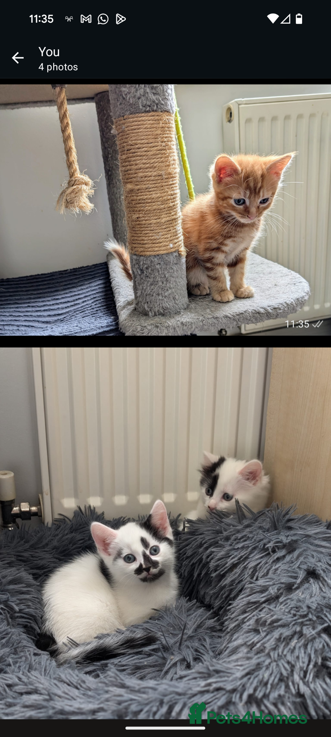 Mixed Breed cats for sale: Beautiful healthy kittens 😍😍 - Image 1