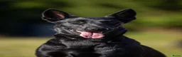 Belgian Shepherd Dog dogs for sale: Belgian Malinois Black Female  - Advert 2