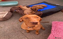 Hungarian Vizsla dogs for sale: Smooth haired Hungarian Vizsla puppies  - Image 1