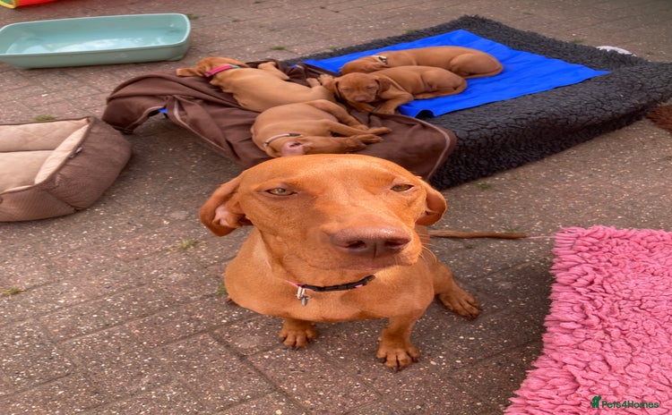 Hungarian Vizsla dogs - Advert 1