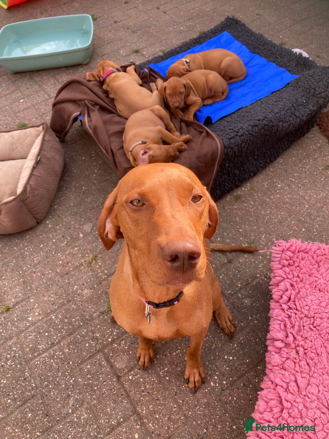 Hungarian Vizsla dogs for sale: Smooth haired Hungarian Vizsla puppies  - Image 1