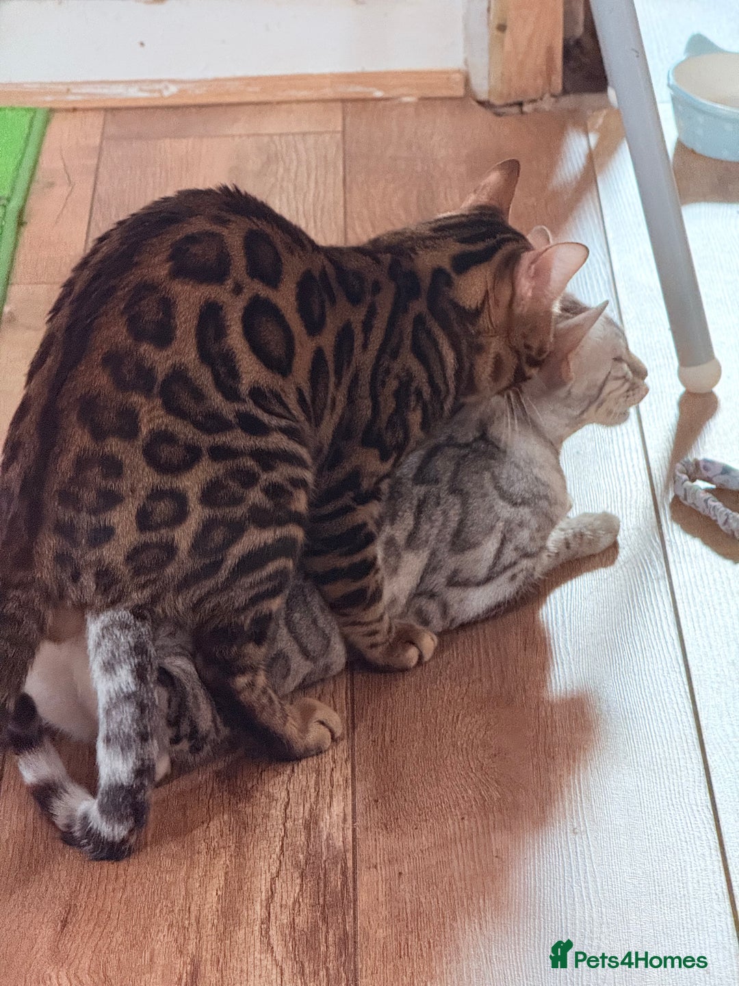 Bengal cats for stud: cat for mating - Image 5