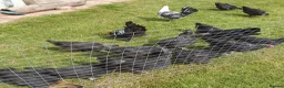 Chickens poultry for sale: Silver marans cockerals in Horncastle - Advert 3