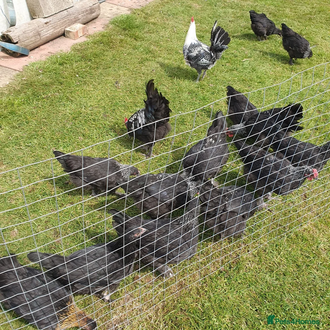 Chickens poultry for sale: Silver marans cockerals in Horncastle - Advert 3