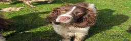 English Springer Spaniel dogs for sale: ⭐️ KC Home Reared Tested Springer Pups ⭐️ - Advert 10