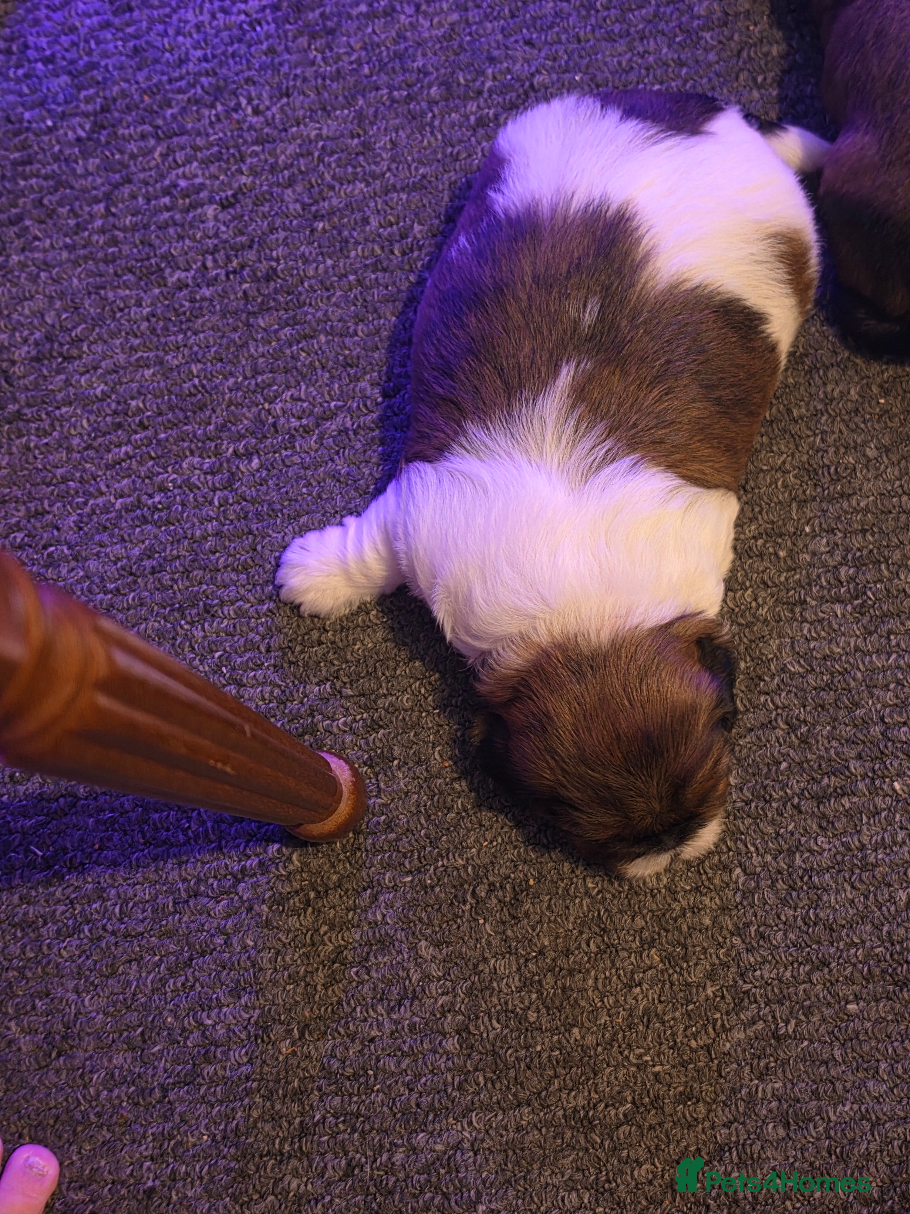 Mixed Breed dogs for sale: Puppies for sale  - Advert 3