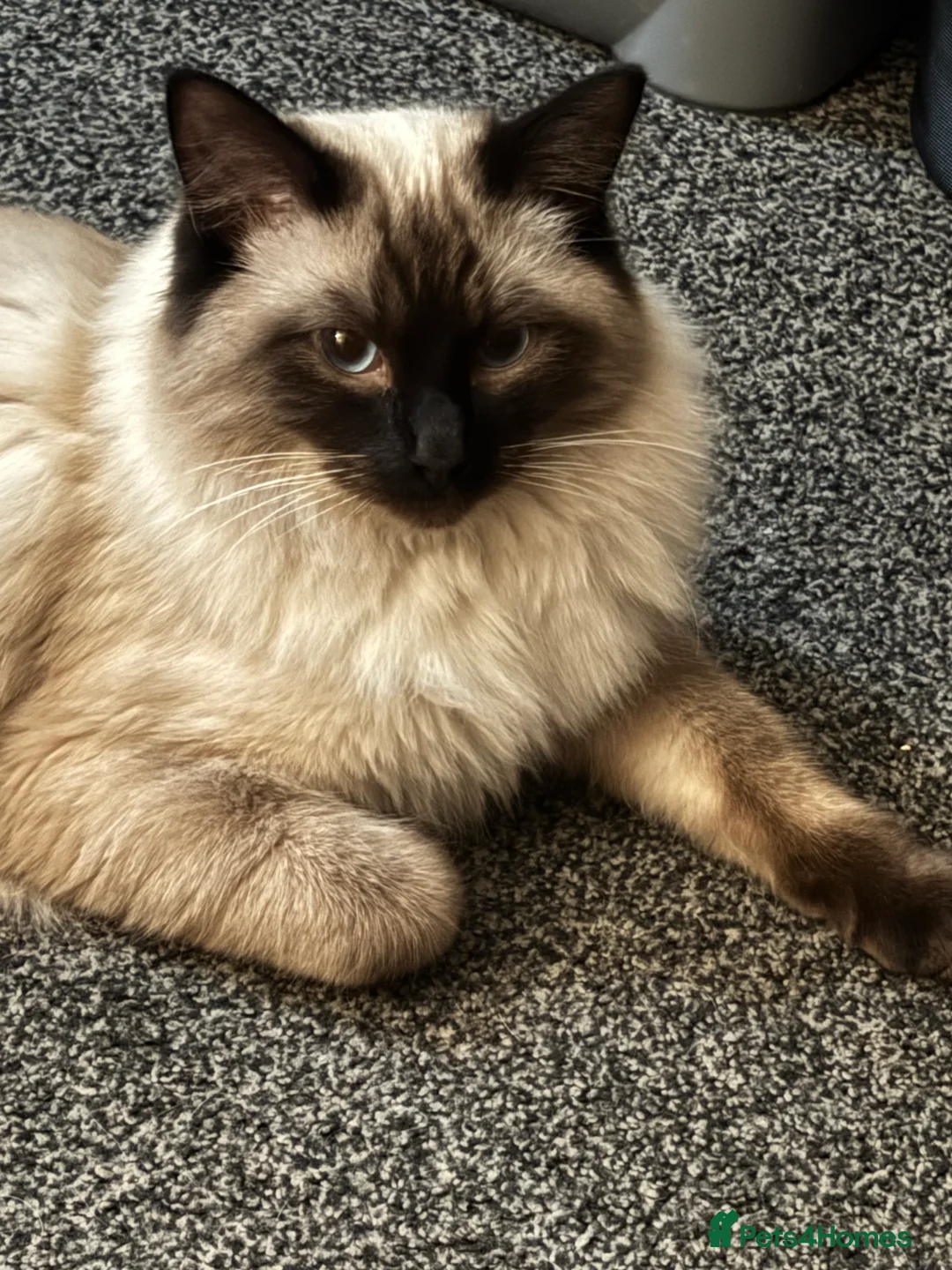Ragdoll cats for sale: Cooper - Advert 5