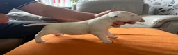 English Bull Terrier dogs for sale: beautiful KC registered bull terrier pups - Advert 7