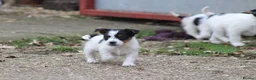 Jack Russell dogs for sale: Jack Russell Puppies for sale - Advert 3