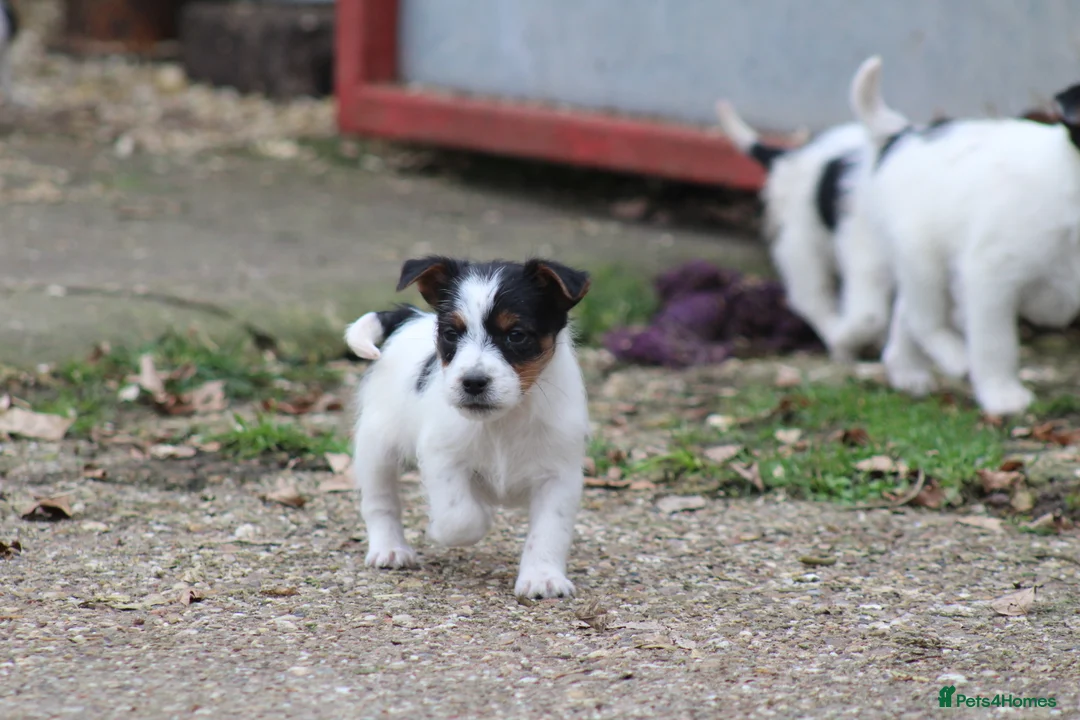 Jack Russell dogs for sale: Jack Russell Puppies for sale - Advert 3